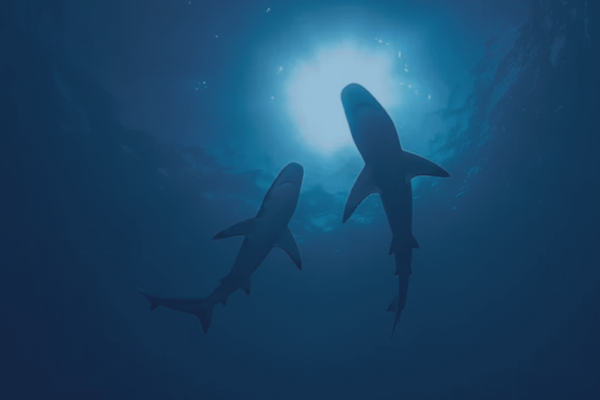 Avoiding the 401(k) Rollover Sharks: What Every Future Retiree Should Know